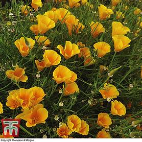 Californian Poppy Sun Shades