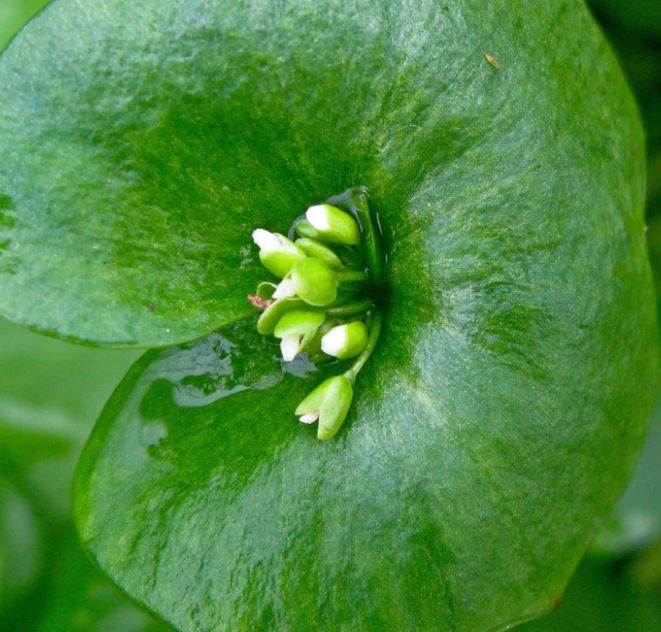 Winter Purslane, Miners Lettuce
