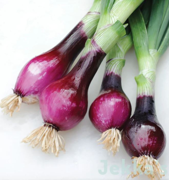 Red Salad Onion