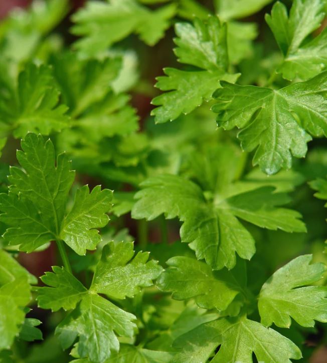 French Parsley