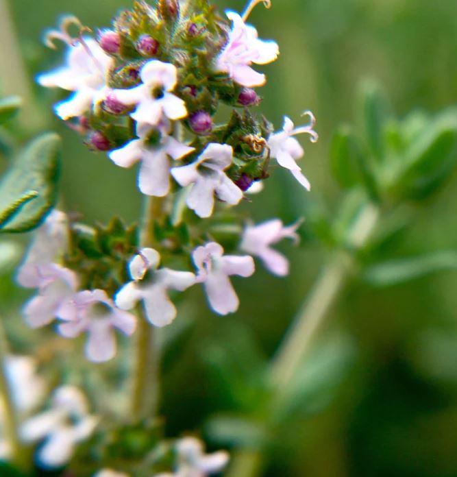 Common Thyme, Garden Thyme