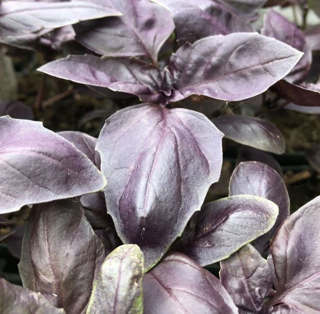 Purple Basil