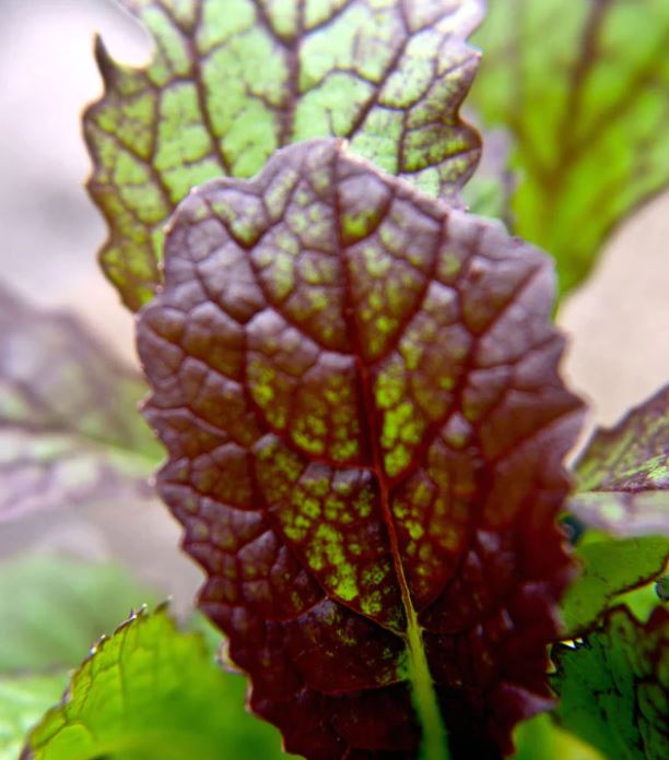 Red Mustard