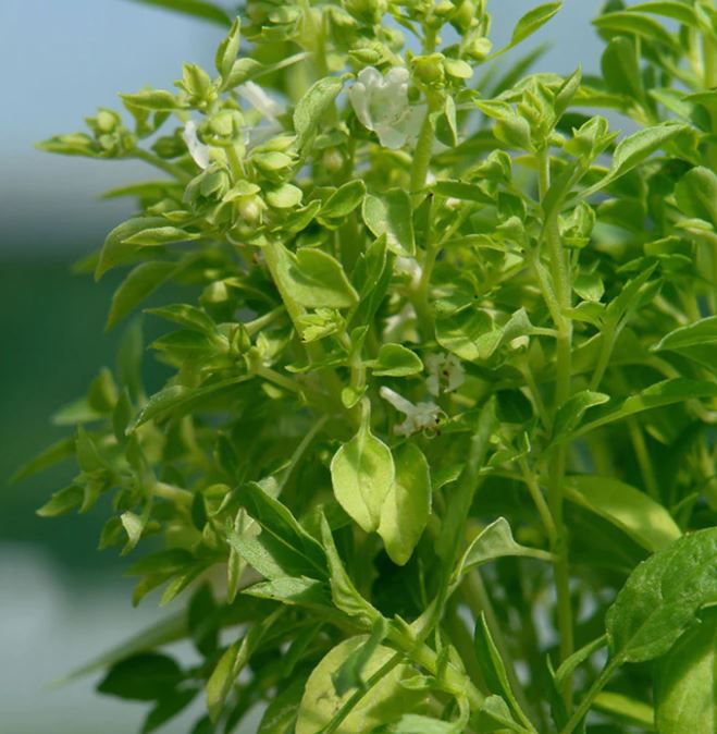 Greek Basil