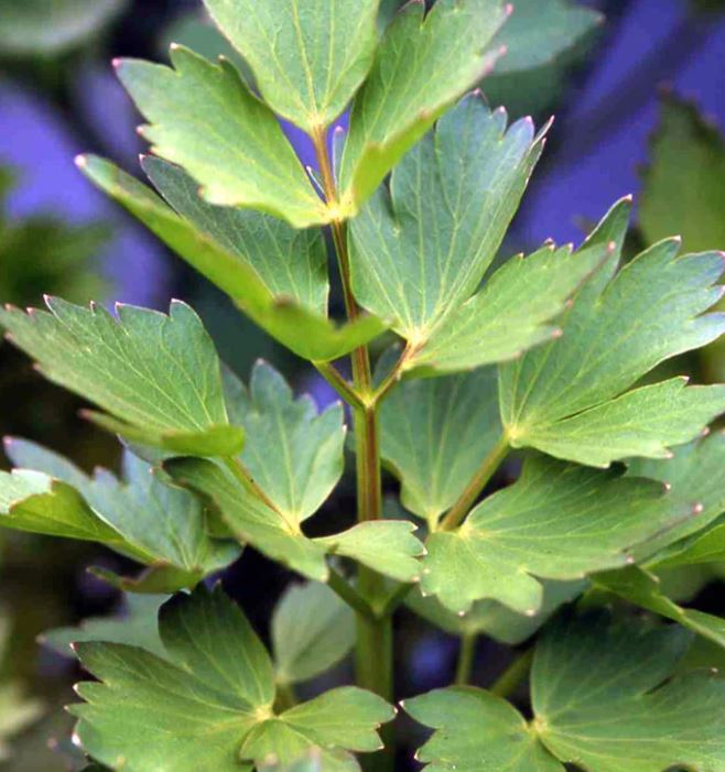 Lovage