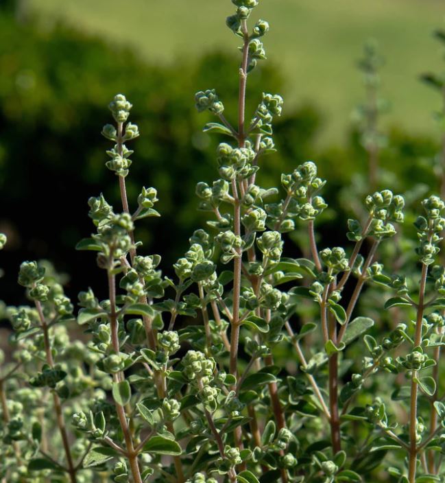 Sweet Marjoram, Knotted Marjoram