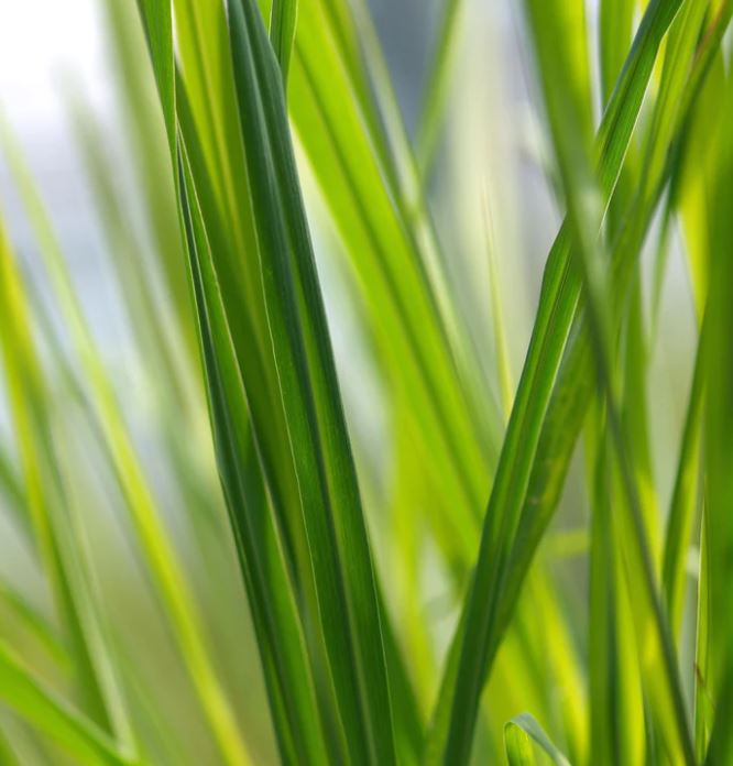 East Indian Lemongrass