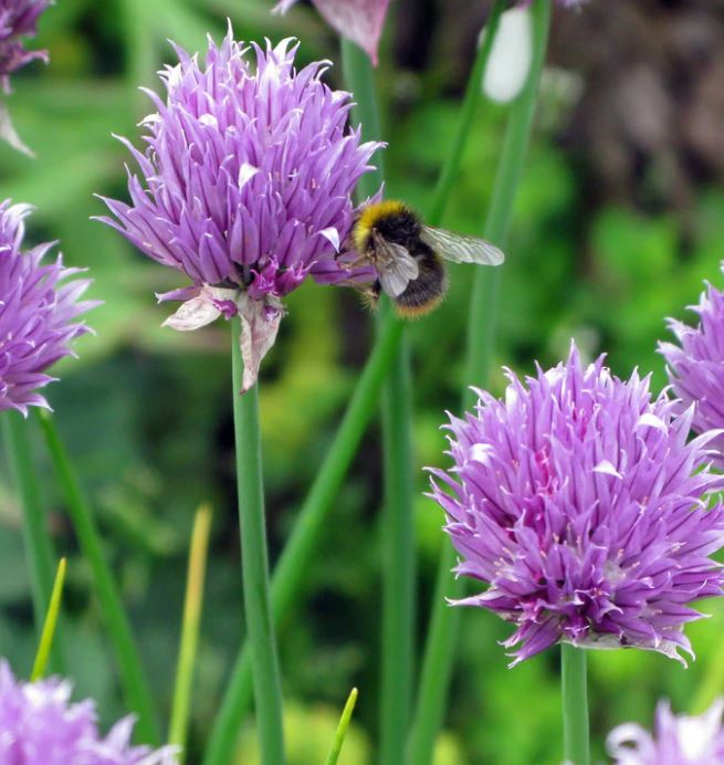 Chives