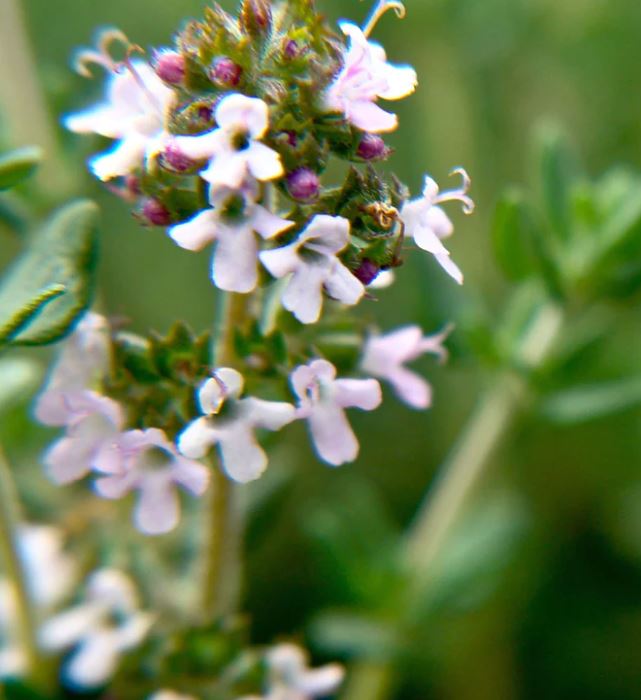 Common Thyme, Garden Thyme