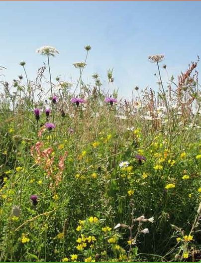 Wild Bird Wildflower Seeds LW14M