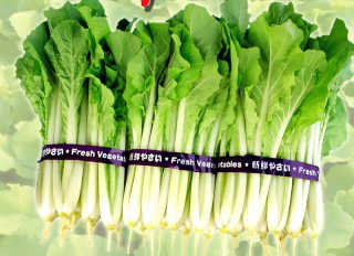 Tokyo Bekana Chinese Cabbage