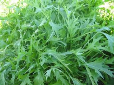 Early Mizuna Mustard