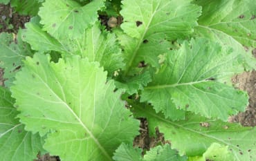EvenStar Chinese Thick-Stem Mustard