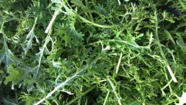 Golden Frill Mustard