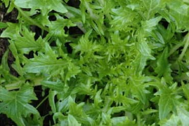 Mizspoona Salad Selects Gene Pool Mustard
