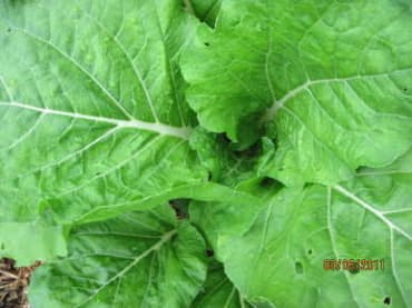 Prize Choy Pac Choi