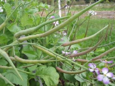 Rat-tail Radishes - Leaf & Pod