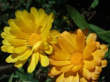 Resina Calendula