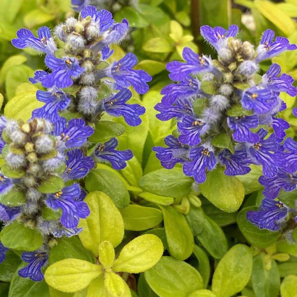 Feathered Friends Cordial Canary Ajuga