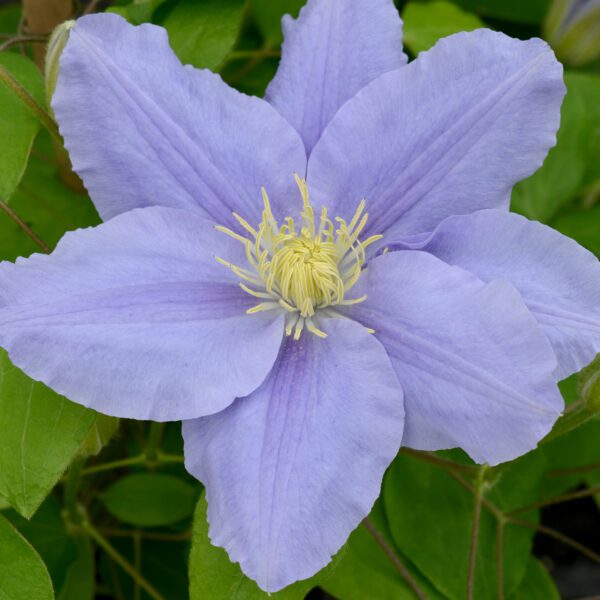 Boulevard Zara Clematis