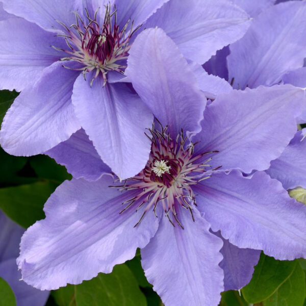 Boulevard Parisienne Clematis