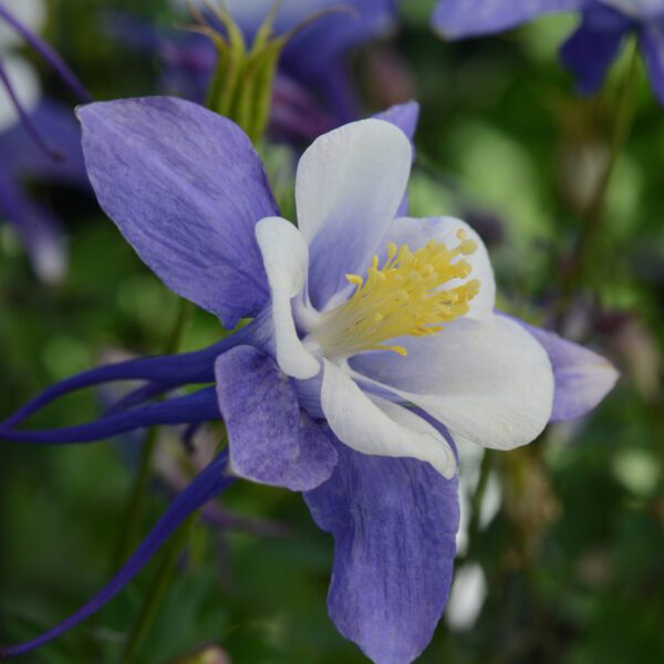 Boulevard Parisienne Clematis