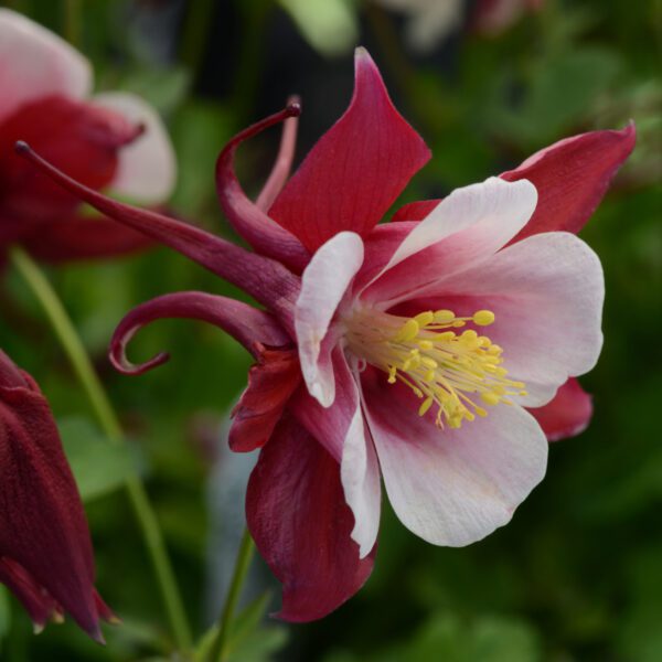 Aquilegia Earlybird Red White