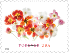 Butterfly Garden Flowers