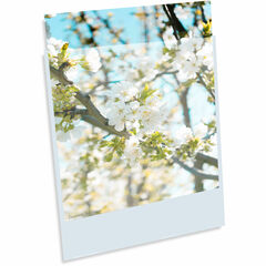 Print File 3.2 mil BOPP Presentation Pocket (17 x 22