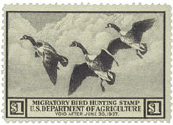 Canada Geese