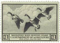 Canada Geese