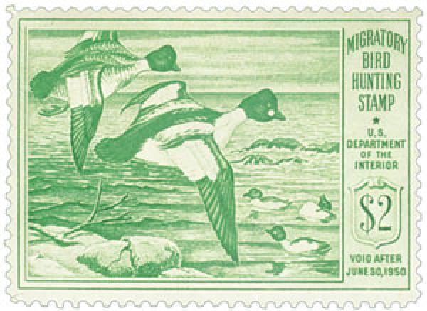 Goldeneye Ducks