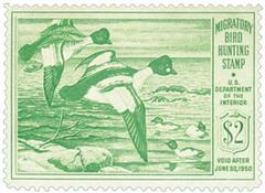 Goldeneye Ducks