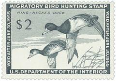 Federal Duck Stamp - Ring-Necked Ducks