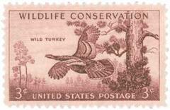 Wild Turkey