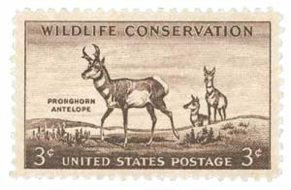 Pronghorn Antelope
