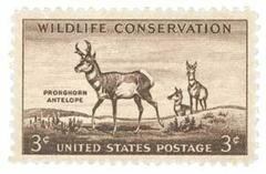 Pronghorn Antelope
