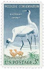 Whooping Cranes