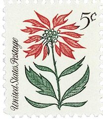 Christmas Poinsettia