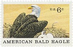 Natural History: American Bald Eagle