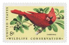Wildlife Conservation: Cardinal