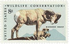 Wildlife Conservation: Bighorn Sheep