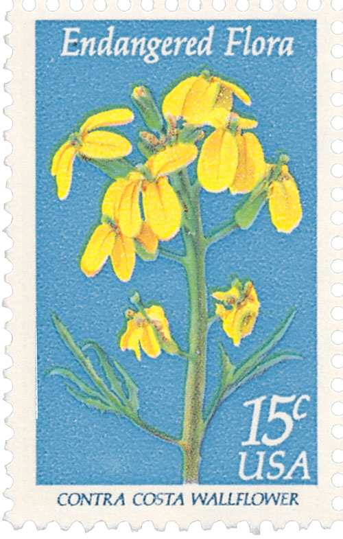 Endangered Flora: Contra Costa Wallflower