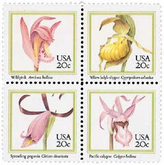 Orchids