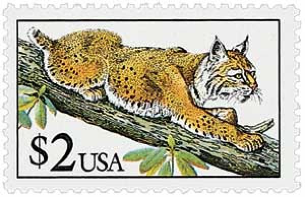 Bobcat