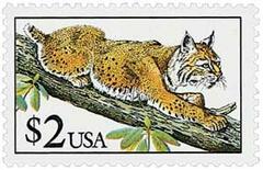 Bobcat