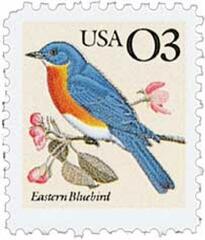 Eastern Bluebird