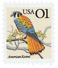 American Kestrel