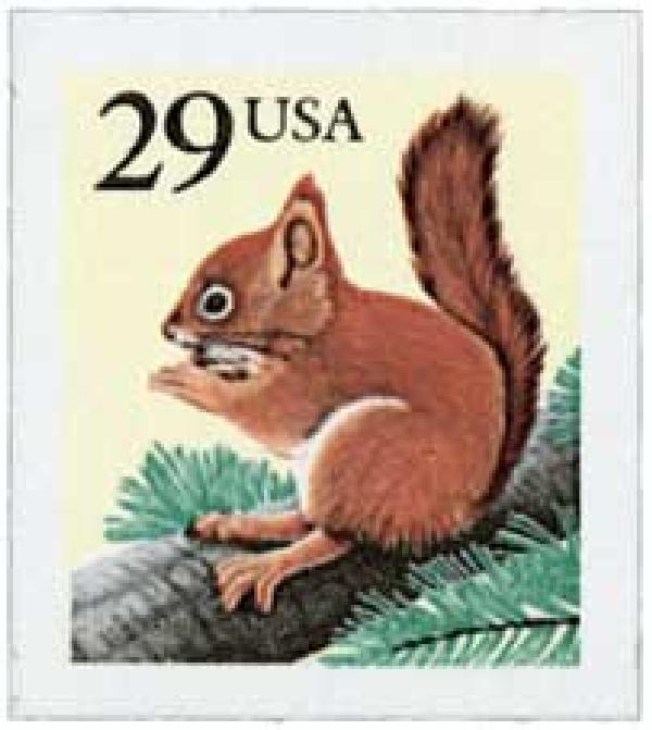 Red Squirrel