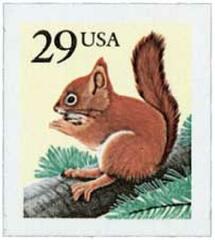 Red Squirrel
